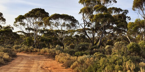Ancient DNA study shows the first Australians were Aboriginal
