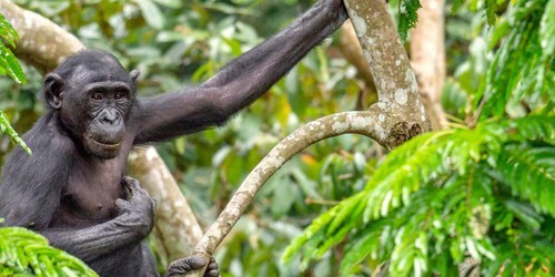 Recent study suggest Bonobos may be better representation of last common ancestor with humans than chimps